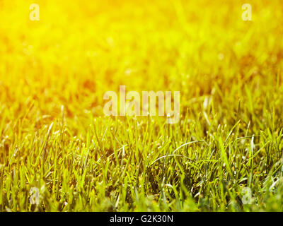 La bellissima natura sfondo sfocato. Bokeh di fondo verde. Primavera o estate sfondo con fresco verde erba e sun flares Foto Stock