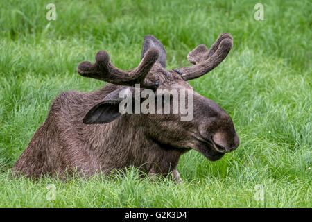 Alci (Alces alces) toro con corna coperta in velluto giacente in prati in primavera Foto Stock