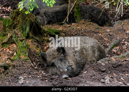 Maschio il cinghiale (Sus scrofa) dormire nel fango in foresta Foto Stock