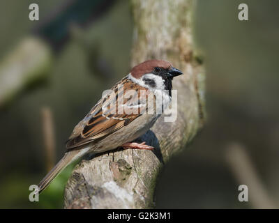 Eurasian tree sparrow seduto su un ramo con la vegetazione in background Foto Stock