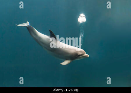 Il tursiope o delfino maggiore, tursiops truncatus, soffiare bolle durante il nuoto Foto Stock