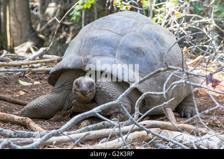 Tartaruga gigante di Aldabra, Aldabrachelys gigantea, nella foresta Foto Stock