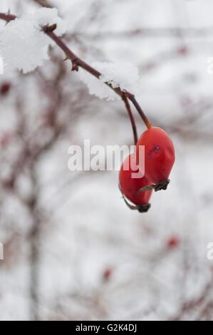 La rosa rossa-hip bacche ricoperta di neve in una fredda giornata invernale. Foto verticale Foto Stock