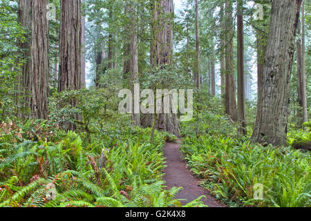 Foggy Redwood sentiero forestale 'Sequoia Sempervirons', Lady Bird Johnson Grove, Parco Nazionale di Redwood. Foto Stock