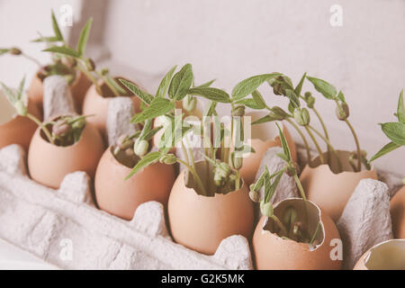 Le piante giovani in gusci d'uovo,soft il fuoco selettivo, eco-NOZIONE Foto Stock
