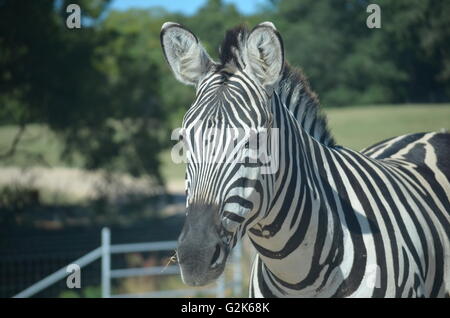 Ritratto di una zebra Foto Stock