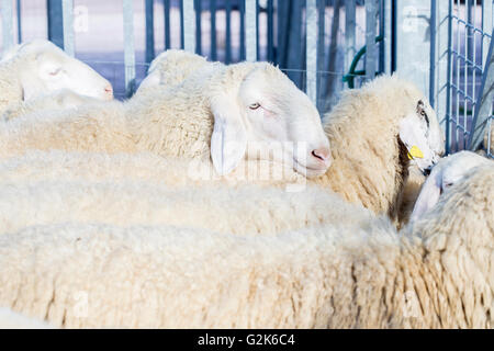 Gregge di ovini domestici, Ovis aries, nell'ovile Foto Stock