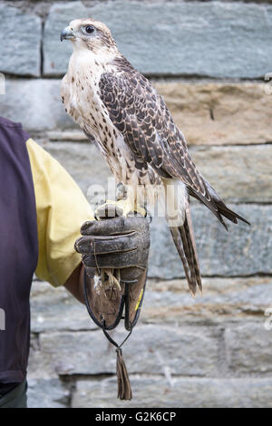 Un saker falcon, Falco cherrug, appollaiato sulla mano del una falconer. Questa specie è in parte migratori tranne nel sud del pa Foto Stock