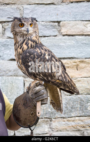 Gufo reale, Bubo bubo, appollaiato sulla mano del una falconer. Sebbene non sia popolare come il gufo indiano, questo uccello di cupole Foto Stock