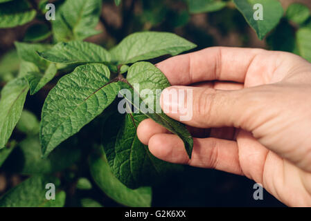 Agricoltore come controllare la crescita di piante di patate in un orto, sviluppati internamente la produzione di alimenti biologici, il fuoco selettivo Foto Stock