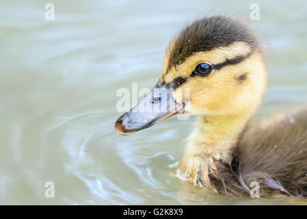 Baby Duck Bird nuoto su acqua Foto Stock