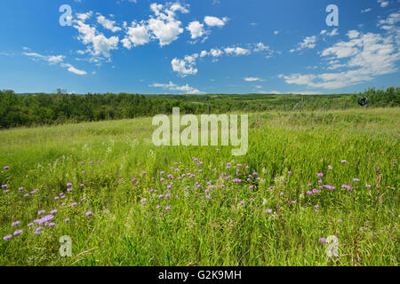 Il bergamotto selvatico o bee balm (Monarda fistulosa) fiori nella prateria del sentiero di Saskatoon vicino Battleford Saskatchewan Canada Foto Stock