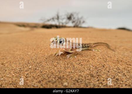 Namib gecko, namib sand gecko, web-footed gecko (blocchi rangei Pachydactylus), Namib Desert, Namibia Foto Stock