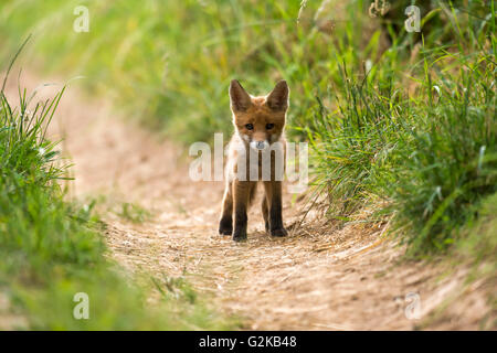 Rosso giovane volpe (Vulpes vulpes) in piedi sul percorso, giovane animale, cucciolo, Baden-Württemberg, Germania Foto Stock