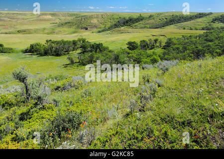 Killdeer Badlands tra praterie (blocco orientale) Praterie Parco Nazionale di Saskatchewan in Canada Foto Stock