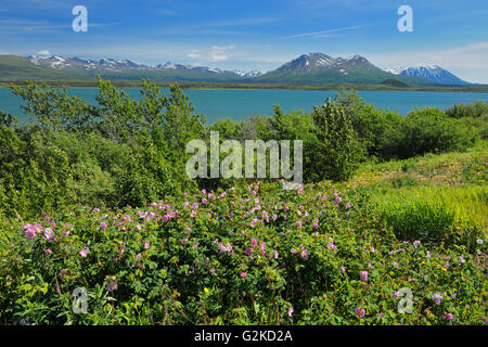 Deasadeash lago vicino Haines Junction Yukon Canada Foto Stock