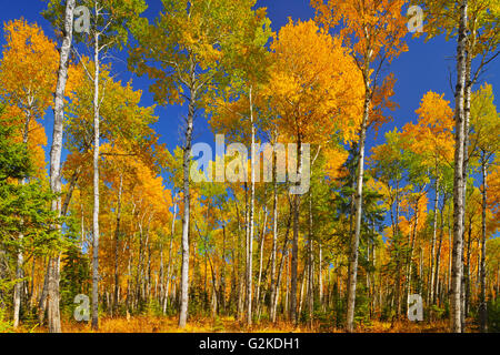 Tremore aspen (Populus tremuloides) foresta in autunno colori Prince Albert Parco Nazionale di Saskatchewan in Canada Foto Stock