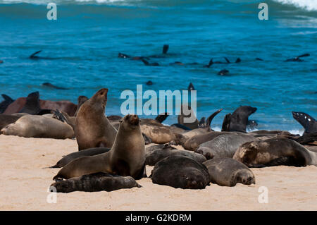 Capo le foche (Arctocephalus pusillus), Skeleton Coast National Park, Regione di Kunene, Namibia Foto Stock