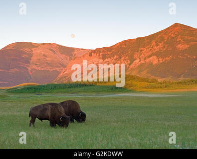 Il bufalo, Bison bison, Waterton Lakes National Park, la luce del mattino, Luna Piena, Alberta, Canada Foto Stock