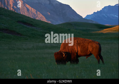 Il bufalo, bison bison. La luce del mattino, parco nazionale dei laghi di Waterton, Alberta, Canada Foto Stock