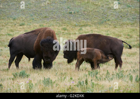 Buffalo bison bison, Bull, mucca alimentazione di vitello, Parco Nazionale dei laghi di Waterton, Alberta, Canada Foto Stock