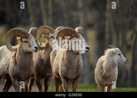 Rocky Mountain Bighorn, ovis canadenis, Parco Nazionale dei laghi di Waterton, Alberta, Canada Foto Stock