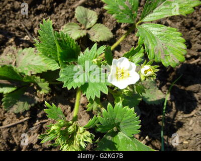 Flowering strawberries in the garden. The real bush with flowers and large leaves Foto Stock