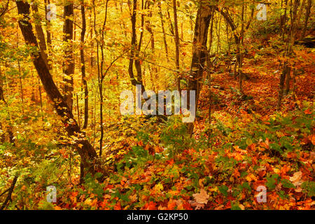 Alle foreste di latifoglie in colore di autunno a ferro di cavallo vicino Lago Parry Sound Ontario Canada Foto Stock