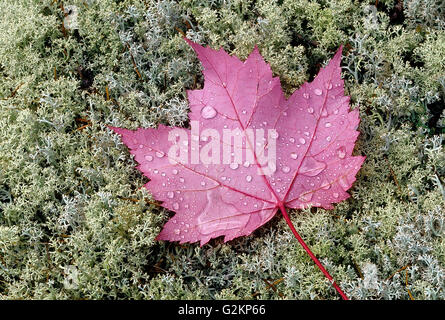 Gocce di pioggia sulla rossa foglie di acero (Acer rubrum) sui licheni vicino Sioux Narrows Ontario Canada Foto Stock