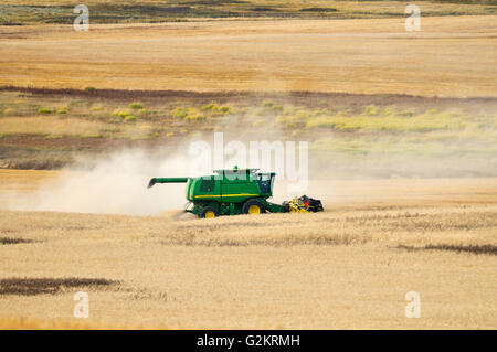 Combinare la raccolta di frumento duram Carmichael Saskatchewan Canada Foto Stock