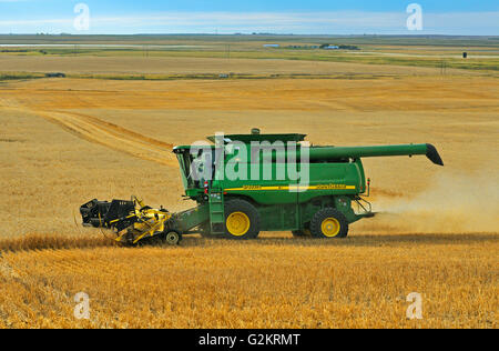 Combinare la raccolta di frumento duram Carmichael Saskatchewan Canada Foto Stock