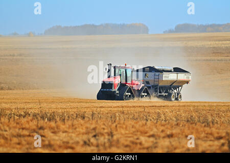 Il trasporto di lenticchie in un carrello per granella vicino Abermathy Saskatchewan Canada Foto Stock