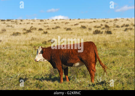 I capi di bestiame. Hereford Fort Walsh Saskatchewan Canada Foto Stock