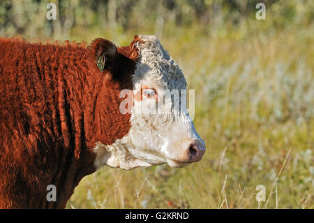 I capi di bestiame. Hereford Fort Walsh Saskatchewan Canada Foto Stock