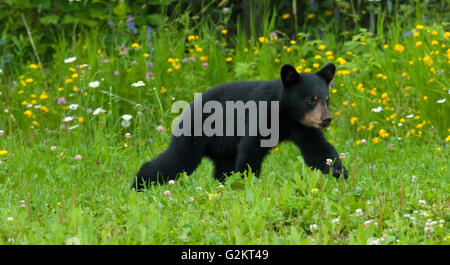 WIld American black bear (Ursus americanus) Cub nel primo anno a piedi nella fioritura prato erboso vicino al lago Ontario Superior Foto Stock