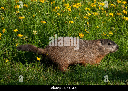 Marmotta marmotta o in estate le graminacee (Marmota monax), nei pressi del lago Superior, Canada Foto Stock