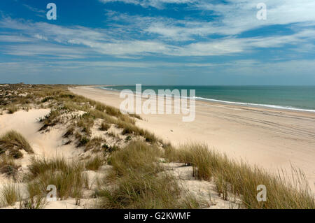 Dune e spiaggia naturale, il Parco Nazionale di Doñana , Almonte, Huelva, regione dell'Andalusia, Spagna, Europa Foto Stock