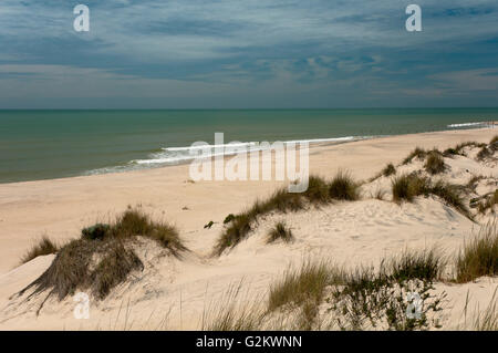 Dune e spiaggia naturale, il Parco Nazionale di Doñana, Almonte, Huelva, regione dell'Andalusia, Spagna, Europa Foto Stock