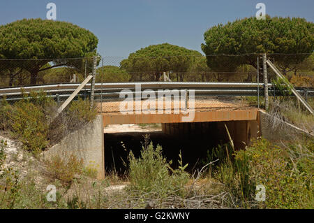 Sottopassaggio per la lince iberica (Lynx pardinus), il Parco Nazionale di Doñana, provincia di Huelva, regione dell'Andalusia, Spagna, Europa Foto Stock