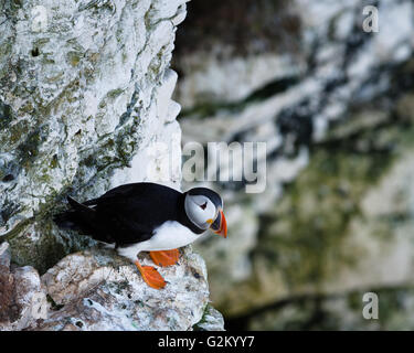 I puffini sono qualsiasi di tre specie di piccole dimensioni di alcids nell'uccello genere Fratercula con un colorato luminosamente becco durante la riproduzione Foto Stock
