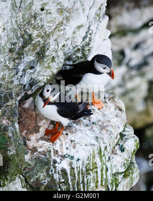 I puffini sono qualsiasi di tre specie di piccole dimensioni di alcids nell'uccello genere Fratercula con un colorato luminosamente becco durante la riproduzione Foto Stock