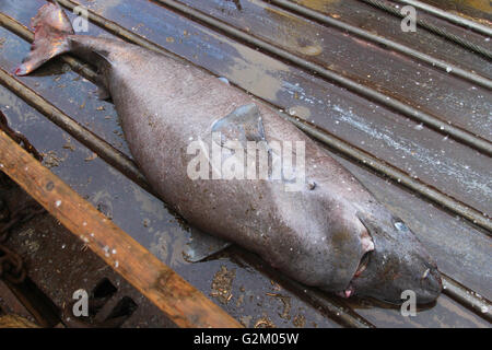 Squalo morto a ponte del peschereccio. Foto Stock