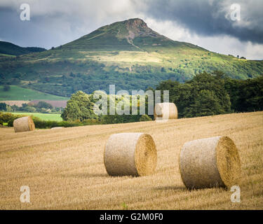 Raccolto estivo con Roseberry Topping in background, North Yorkshire Regno Unito Foto Stock