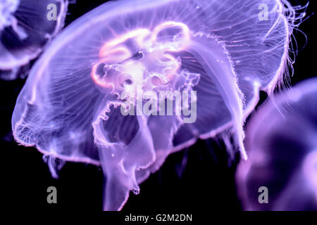 Meduse Foto Stock