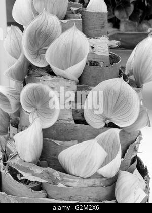 I visitatori a piedi attraverso e godetevi le molte diverse visualizzazioni del fiore a giardini Keukenhof lisse, Paesi Bassi. Foto Stock