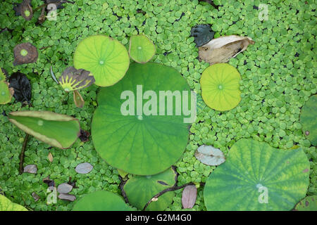 Blooming fiore di loto Foto Stock
