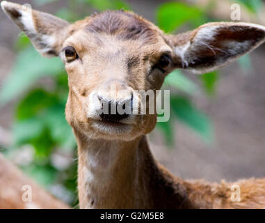 Divertente faccia di una femmina di daino (Dama Dama) Foto Stock