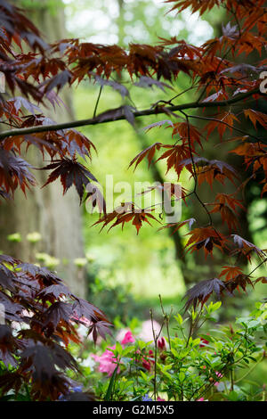 Acer Palmatum 'Yasemin'. Giapponese di acero in un giardino inglese in primavera Foto Stock