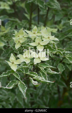 Cornus Kousa 'Samaritan'. Samaritano Chinese Sanguinello albero in fiore Foto Stock