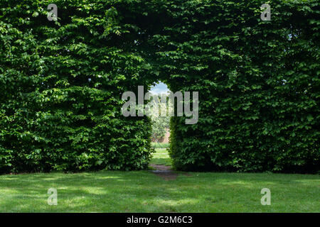 La passerella attraverso una siepe di faggio a Broughton Grange giardini, Oxfordshire, Inghilterra Foto Stock